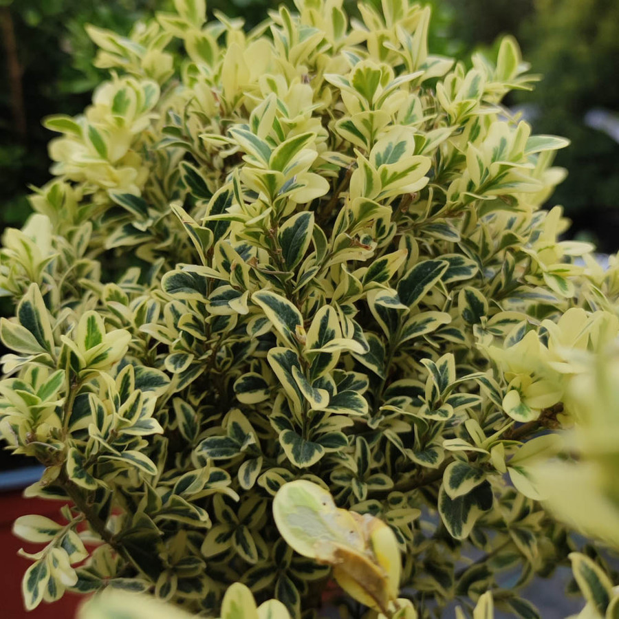 Buxus Sempervirens Elegance r kz ld Puszp ng Buxus Sempervirens Elegance r kz ld Puszp ng
